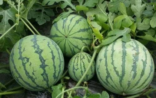 黑吃瓜料网靠谱吗,靠谱与否，真相大白！