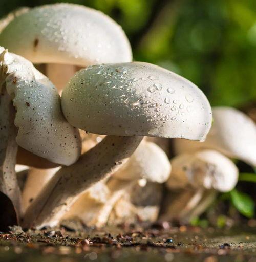 蘑菇视频黑料吃瓜大全,吃瓜大全深度解析